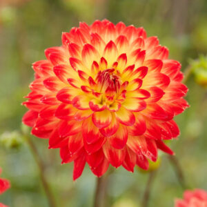Dahlia Decorative Procyon