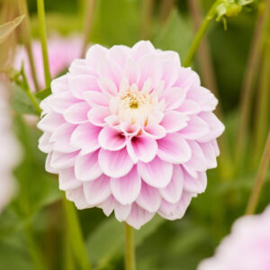 Dahlia Decorative Sweet Love