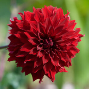 Dahlia Dinnerplate Mingus Alex