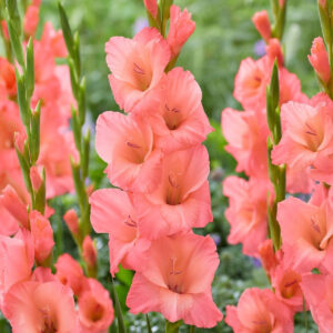 Gladiolus Sugar Babe