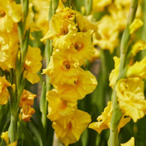 Gladiolus Forever Yellow
