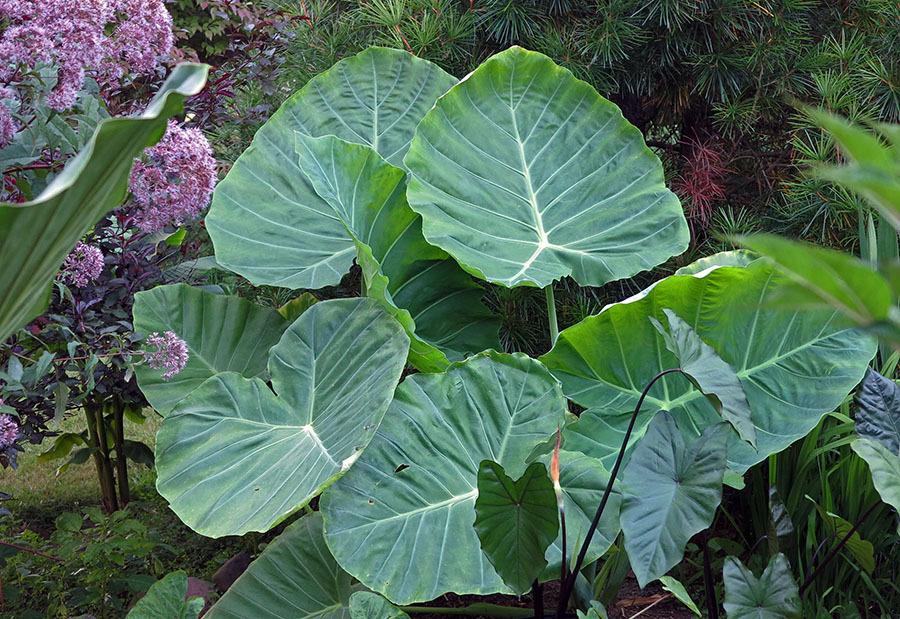 Elephant Ear Bulbs