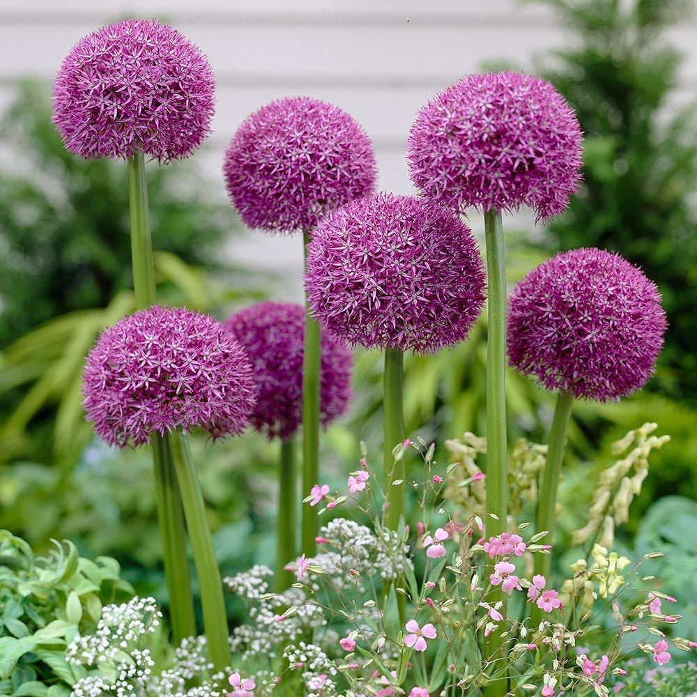 Giant Allium Bulbs