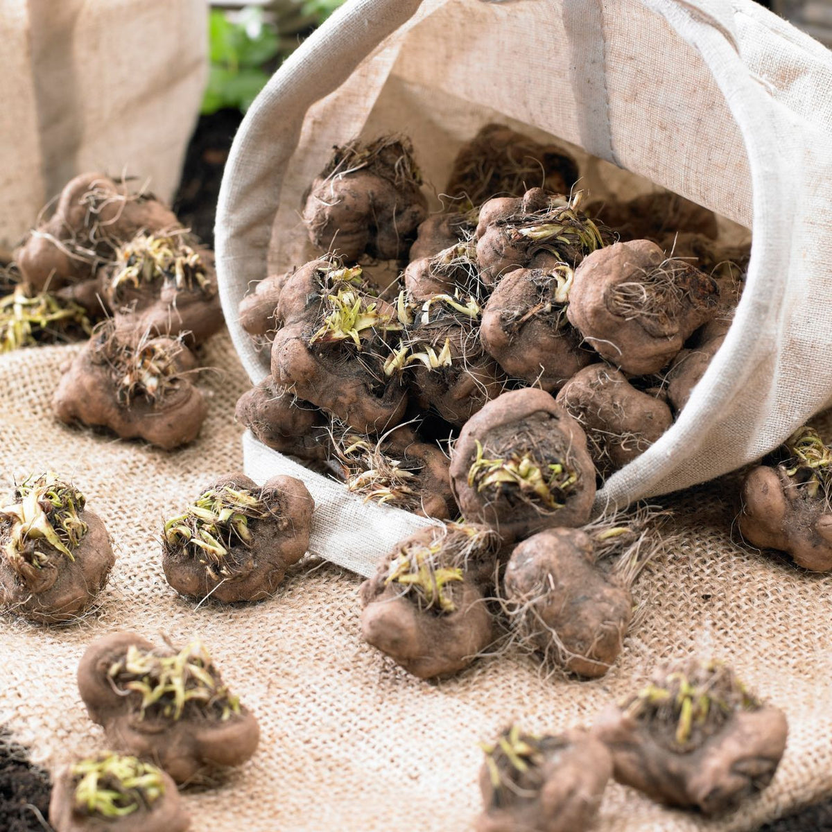 Liatris Blazing Star